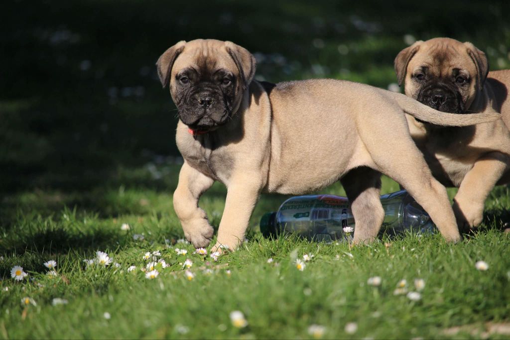 des Hauts de Gaumont - Chiots disponibles - Bullmastiff