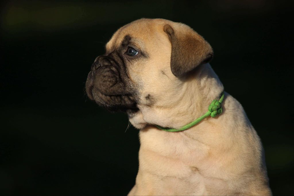 des Hauts de Gaumont - Chiots disponibles - Bullmastiff