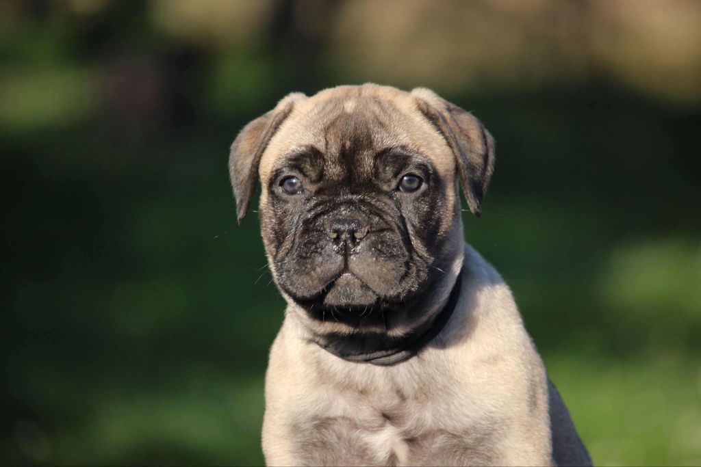 des Hauts de Gaumont - Chiots disponibles - Bullmastiff