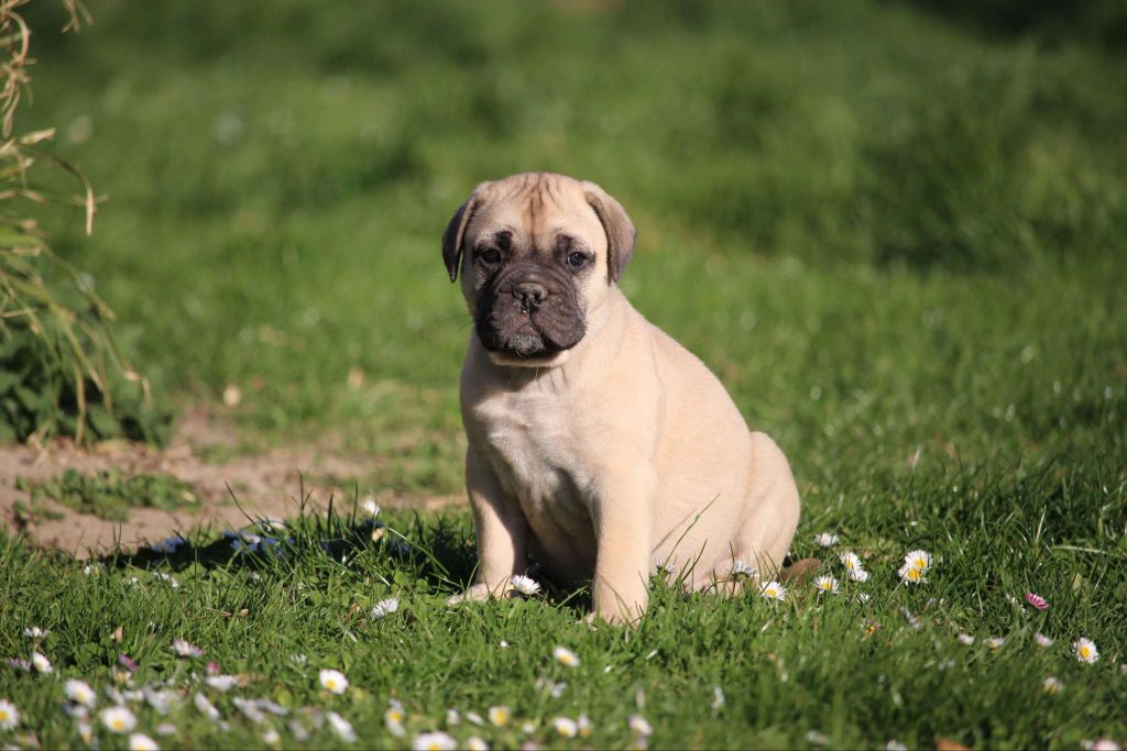 des Hauts de Gaumont - Chiots disponibles - Bullmastiff
