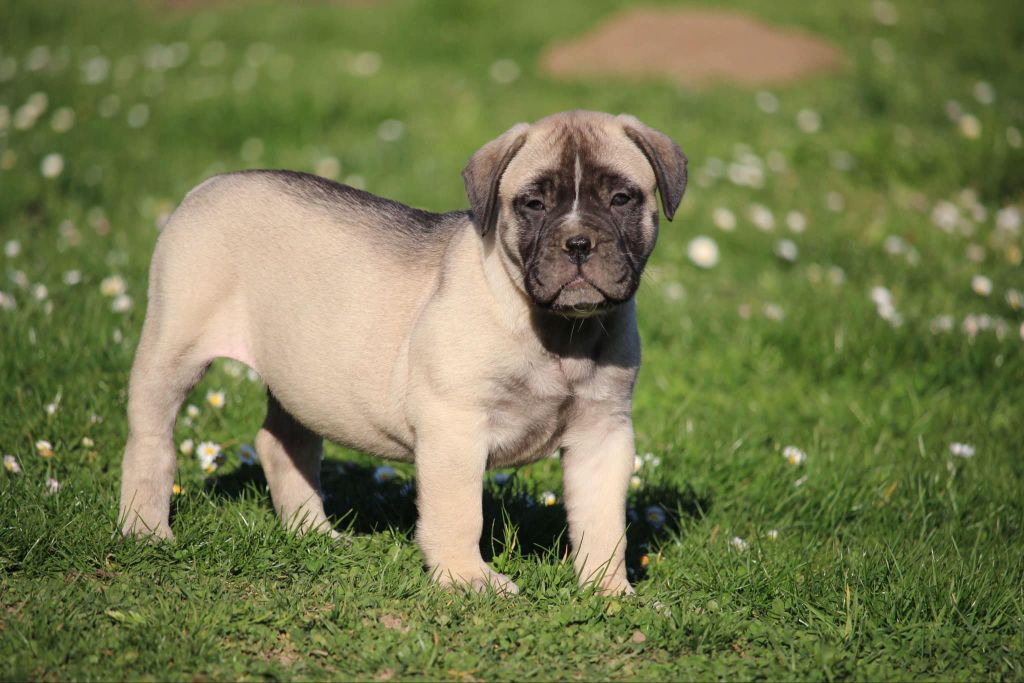 des Hauts de Gaumont - Chiots disponibles - Bullmastiff